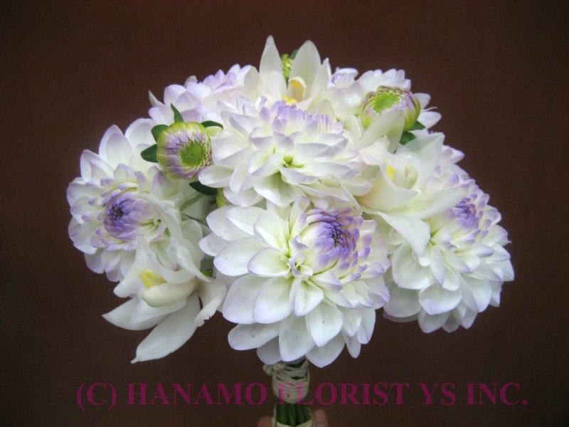 WEDB067 Daliah and Mini Cymbidium